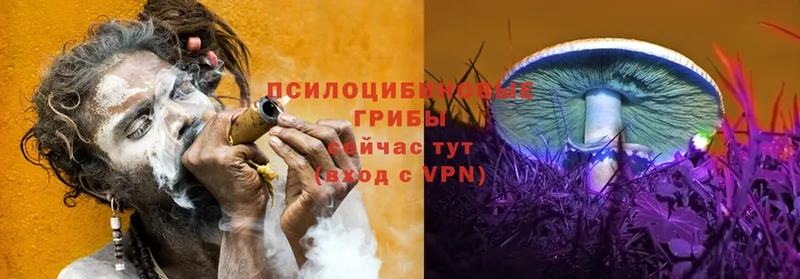 где купить наркоту  Черноголовка  Галлюциногенные грибы Psilocybe 